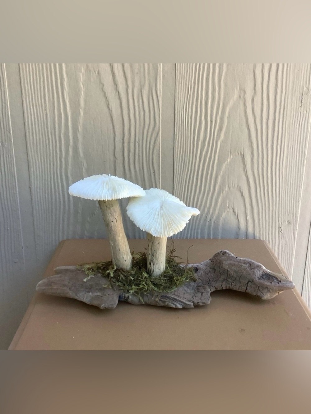 Driftwood Art, Driftwood and Coral Mushrooms, Mushroom Art, Coastal Art